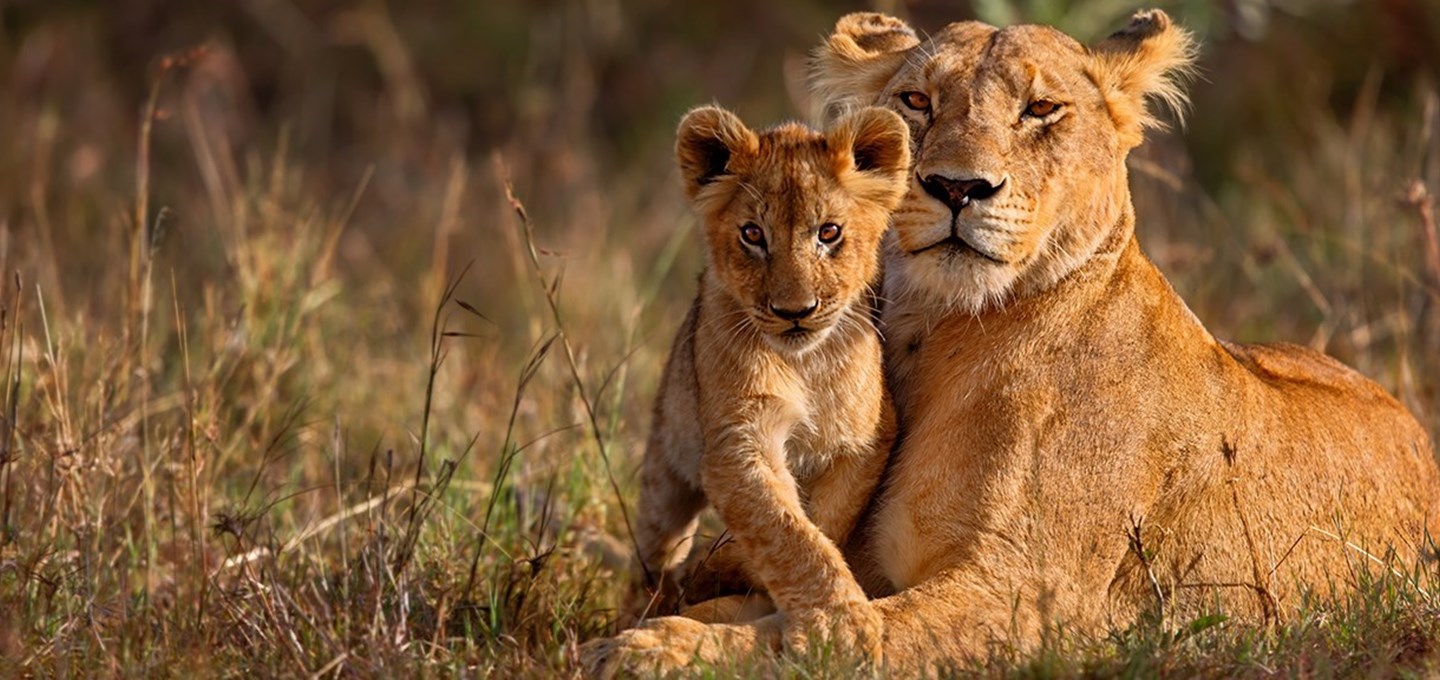 Safari Your Way; lion; ttc